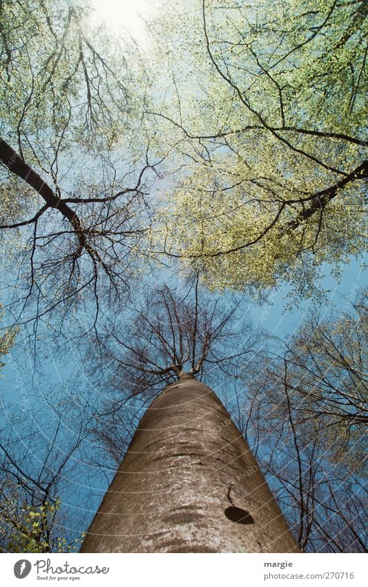 Alles neu macht der Mai...Blick in hohe Baumwipfel Umwelt Natur Landschaft Urelemente Himmel Sonne Frühling Klima Schönes Wetter Pflanze Blatt Wachstum