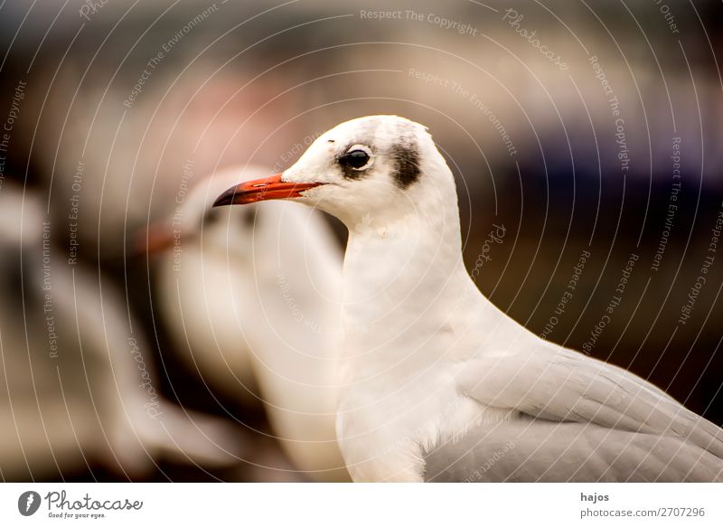 Lachmöwe, Nahaufnahme Tier Wildtier Vogel grau schwarz weiß Larus ridibundus L. seagull wildlife Oberkörper sitz Ostsee Fauna Polen Farbfoto Außenaufnahme