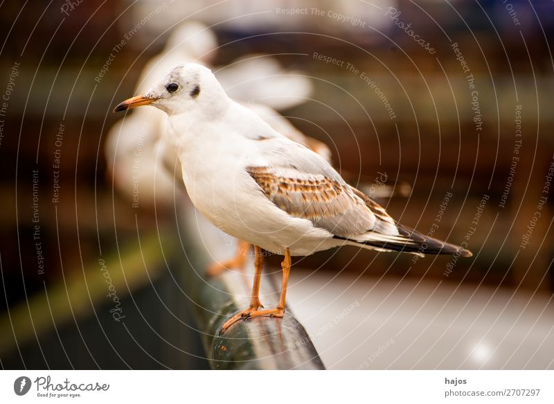 Lachmöwe auf einem Brückengeländer Tier Wildtier Vogel grau schwarz weiß wildlife Möwe Nahaufnahme sitzt Fauna Polen grau weiß Ostsee Küstenfauna Farbfoto