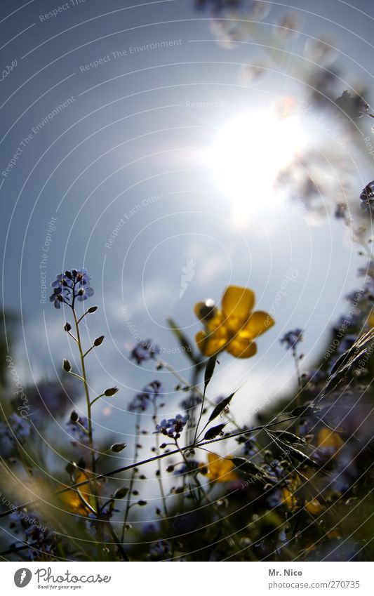 flower power I Umwelt Natur Pflanze Wolkenloser Himmel Frühling Sommer Schönes Wetter Blume Sträucher Blüte Wildpflanze Garten Park Wiese Blühend Duft gelb