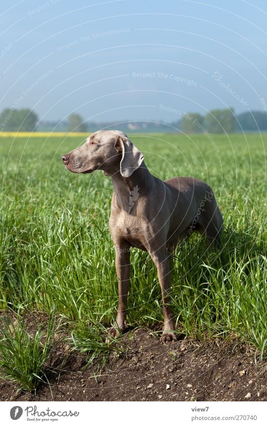 Weimaraner Umwelt Natur Landschaft Wolkenloser Himmel Schönes Wetter Nutzpflanze Feld Tier Haustier Hund 1 beobachten genießen Spielen wandern authentisch