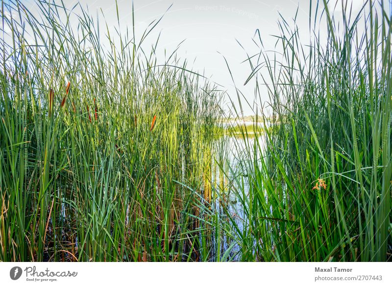 Schilf und Fluss Kräuter & Gewürze Geldinstitut Umwelt Natur Landschaft Pflanze Himmel Wind Baum Blume Gras Küste Teich See Wachstum natürlich blau grün rosa