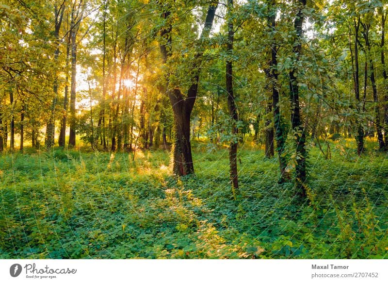 Sonnenaufgang im Wald Ferien & Urlaub & Reisen Sommer Nebel Baum Gras Park grün geheimnisvoll Kiew kyiv Ukraine Schlag Windstille glühen horizontal Licht