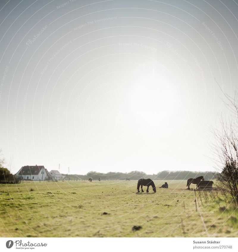 Hiddensee | kleines Idyll Natur Sonne Feld Dorf Fischerdorf Haus Einfamilienhaus Wildtier Pferd Tiergruppe wild Viehzucht Weide Farbfoto Außenaufnahme