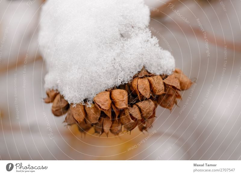 Schnee auf Saatgut in den Hülsen Winter Weihnachten & Advent Natur Pflanze Baum Wald weiß Ast kalt Kristalle Dezember Februar Frost gefroren Eis eisig Januar