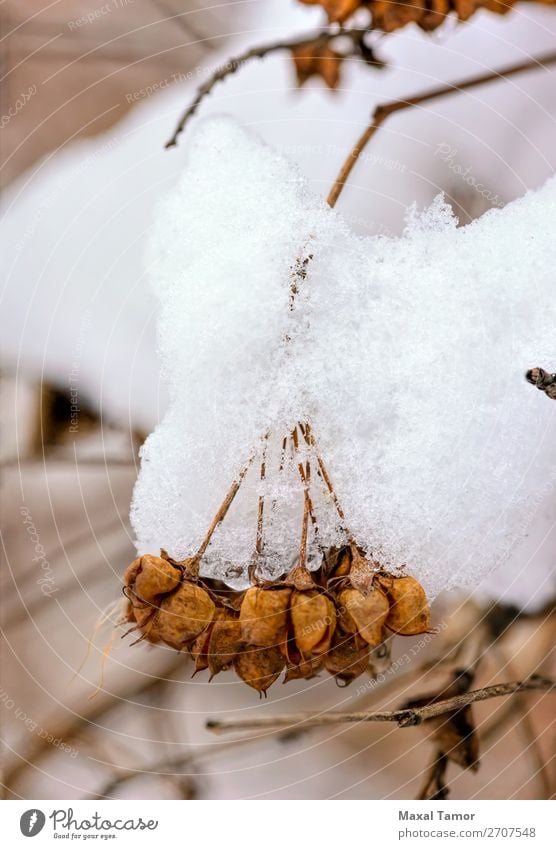 Schnee auf Saatgut in den Hülsen Winter Weihnachten & Advent Natur Pflanze Baum Wald weiß Ast kalt Kristalle Dezember Februar Frost gefroren Eis eisig Januar