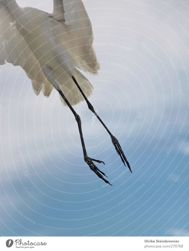 300 / Kein Grund abzuheben Umwelt Natur Tier Luft Himmel Wolken Frühling Schönes Wetter Wildtier Vogel Flügel Krallen Silberreiher 1 fliegen exotisch frei dünn