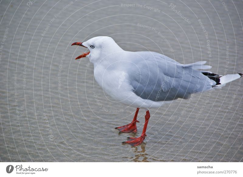 Schreihals Natur Sand Wasser Küste Seeufer Strand Meer Tier Wildtier Vogel Flügel 1 Brunft fliegen frei wild Möwe Möwenvögel Möwendreck Schnabel schreien