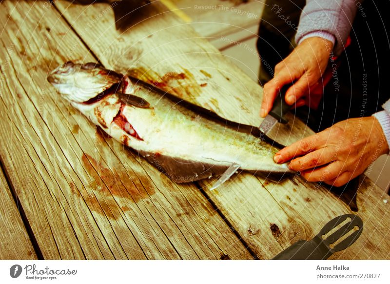 Köhler filetieren in Alt Hand Fisch 1 Tier seelachs köhler Blut schneiden Messer filetiermesser zerschneiden ausnehmen Angeln fischerei Schuppen entgräten Holz