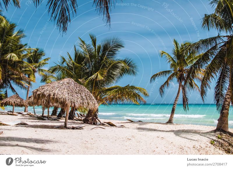 Saona Insel bei Punta Cana, Dominikanische Republik Ferien & Urlaub & Reisen Tourismus Sommer Strand Meer Umwelt Natur Sand Baum Blatt Küste Fernweh amerika