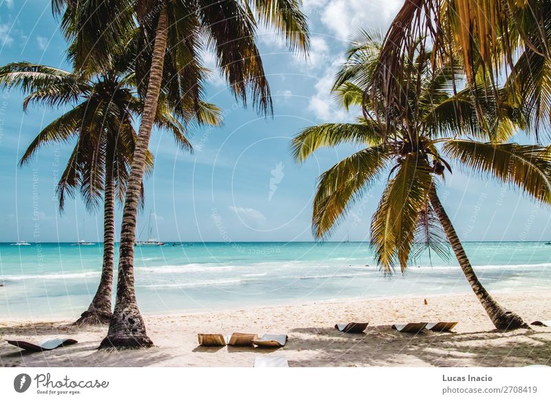 Saona Insel bei Punta Cana, Dominikanische Republik Ferien & Urlaub & Reisen Tourismus Sommer Strand Meer Umwelt Natur Sand Baum Blatt Küste Fernweh amerika