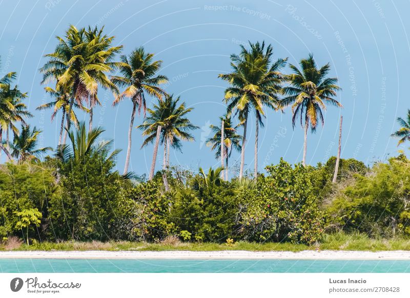 Saona Insel bei Punta Cana, Dominikanische Republik Ferien & Urlaub & Reisen Tourismus Sommer Strand Meer Umwelt Natur Sand Baum Blatt Küste Fernweh amerika