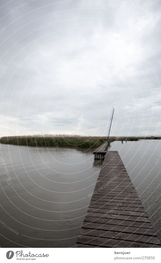 Schmalspur Natur Landschaft Wasser Himmel Wolken Sommer Pflanze Küste Seeufer Menschenleer Binnenschifffahrt Hafen lang braun Steg Holz Insel neusiedler see