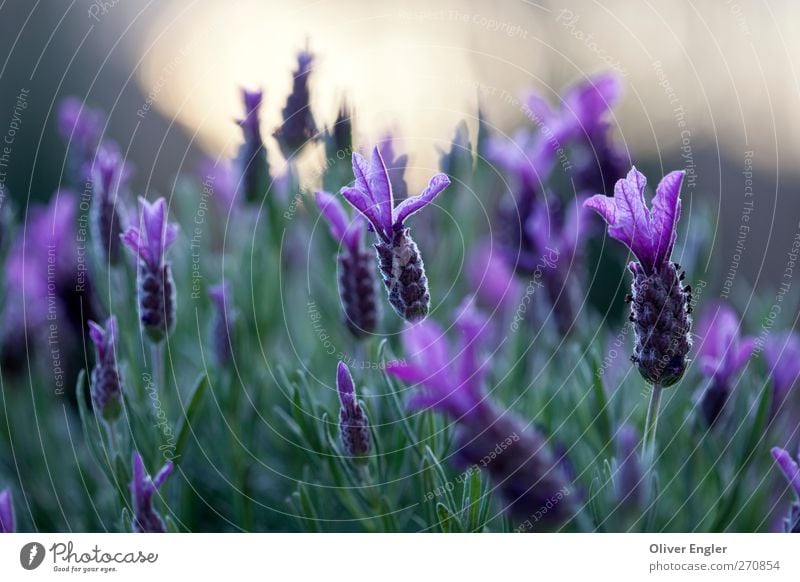 Lavendel am Abend Natur Pflanze Sonnenlicht Frühling Sträucher Garten Wachstum exotisch natürlich wild braun gelb gold grün violett ästhetisch Duft Farbe