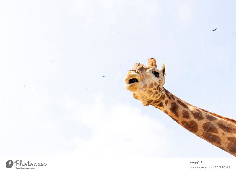 Niedliche Giraffe unter dem blauen Himmel exotisch schön Gesicht Ferien & Urlaub & Reisen Tourismus Safari Zoo Umwelt Natur Landschaft Tier Urwald Wildtier