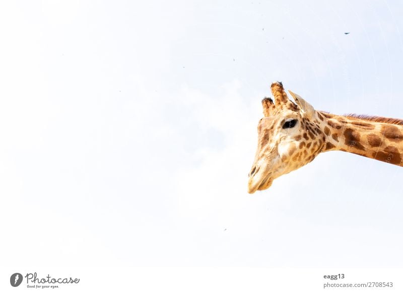 Niedliche Giraffe unter dem blauen Himmel exotisch schön Gesicht Ferien & Urlaub & Reisen Tourismus Safari Zoo Umwelt Natur Landschaft Tier Urwald Wildtier