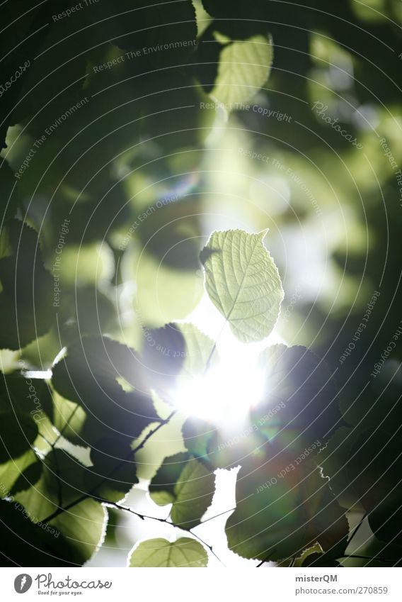 Hoffnung. Umwelt Natur Landschaft Pflanze ästhetisch ökologisch natürlich grün Blatt Licht Lichtspiel Lichtblick Blätterdach blätternd Idylle friedlich