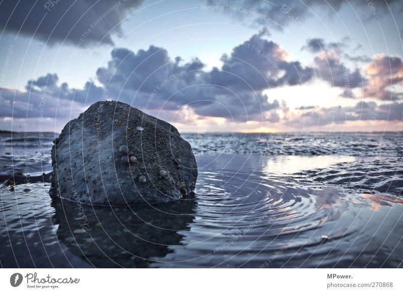 da tut sich wat im watt Umwelt Natur Wasser Wolken Horizont Seeufer kalt Meer Wattenmeer Stein Schnecke Wellen Nordsee Sand Schlamm Sonnenuntergang Menschenleer