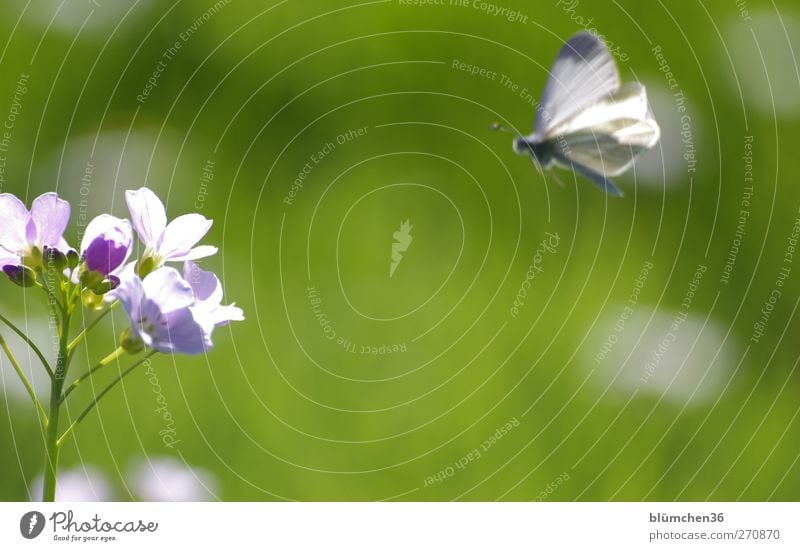 Gleich gibts was zu essen... Pflanze Frühling Blume Blüte Tier Wildtier Schmetterling 1 Blühend Duft fliegen Fressen schön weich Frühlingsgefühle Leben