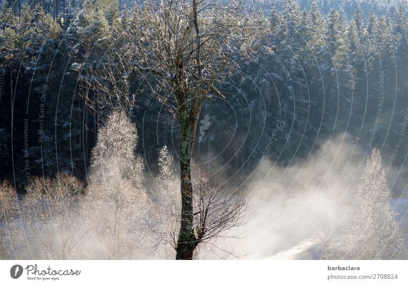 Wintermorgen im Schwarzwald Landschaft Nebel Eis Frost Schnee Baum Wald leuchten dunkel hell weiß Stimmung Beginn Klima Natur Umwelt Farbfoto Gedeckte Farben