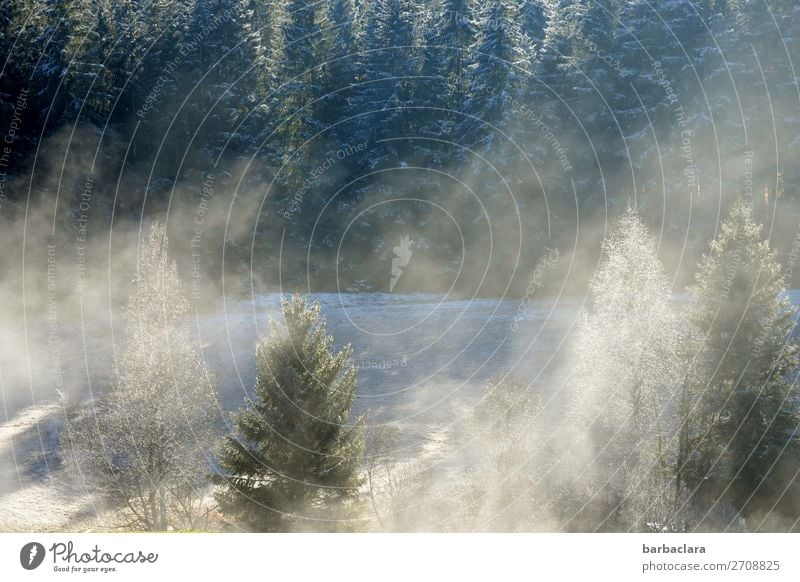 Dezembermorgen im Schwarzwald Natur Urelemente Winter Nebel Eis Frost Schnee Baum Wald leuchten frisch hell grün weiß Stimmung Beginn Erholung Klima Umwelt