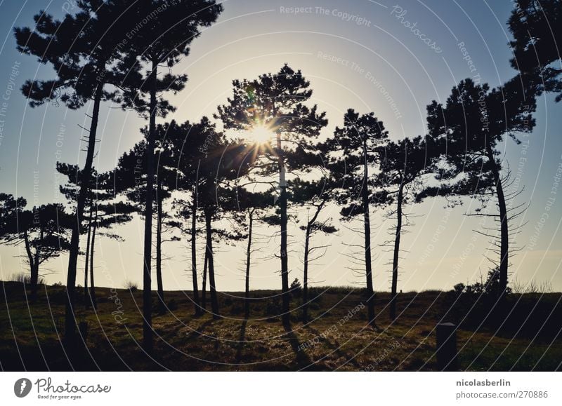 Hiddensee | llllll Ferien & Urlaub & Reisen Ferne Freiheit Sommer Natur Landschaft Himmel Wolkenloser Himmel Sonne Sonnenlicht Klima Klimawandel Schönes Wetter