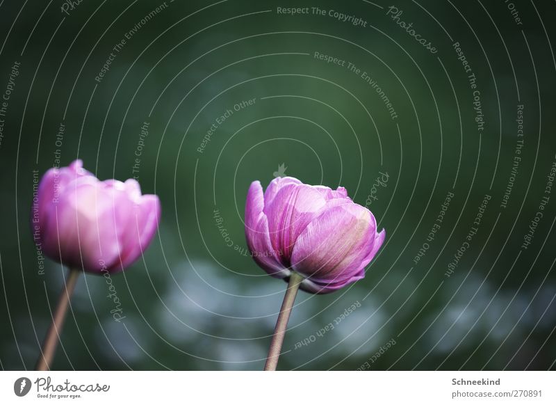 Windschief Umwelt Natur Pflanze Frühling Sommer Blume Tulpe Blatt Blüte Grünpflanze Garten Park Wiese ästhetisch Kitsch schön grün violett paarweise Farbfoto