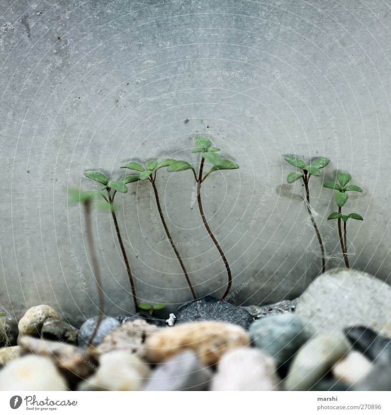 Unkraut vergeht nicht Natur Pflanze Gras grün klein Stein Farbfoto Außenaufnahme Nahaufnahme Detailaufnahme Makroaufnahme