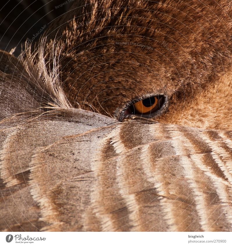 Augenblick Tier Vogel Gans 1 Blick braun Wachsamkeit Feder Farbfoto Außenaufnahme Menschenleer Tag Tierporträt Blick in die Kamera