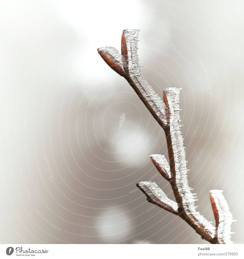 Eisheilige Luft Wasser Sonne Frühling Frost Wildpflanze "Knospen,Ast" Feld Holz authentisch kalt natürlich braun weiß Stimmung standhaft Reinheit