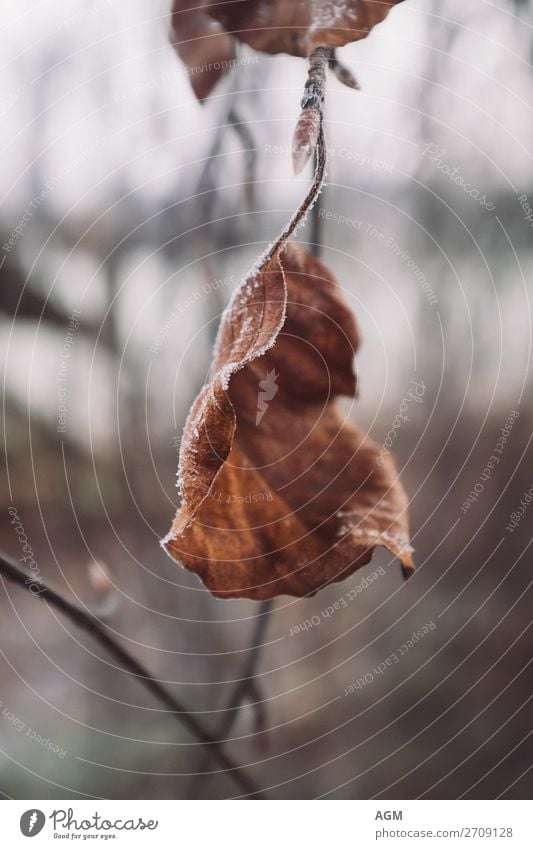 Herbstblatt mit Eiskristallen Winter Umwelt Natur Pflanze Klima Frost Schnee Blatt Wald alt braun Tod Haiku Herbstlaub Text Wabi Sabi Zweig eingerollt Freiraum