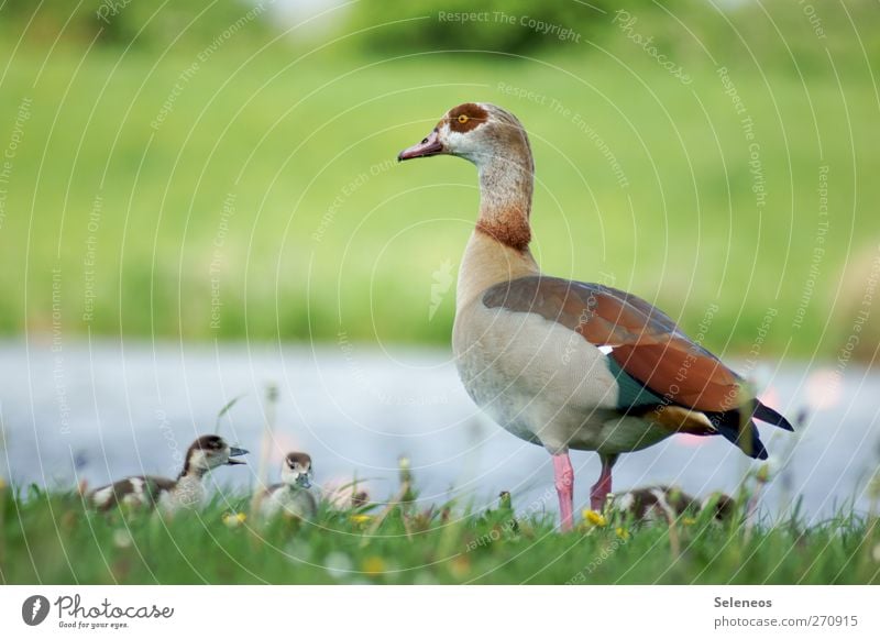 schnatter schnatter Sommer Sonne Sonnenbad Umwelt Natur Landschaft Pflanze Tier Wasser Schönes Wetter Gras Wiese Flussufer Wildtier Vogel Ente Tierjunges