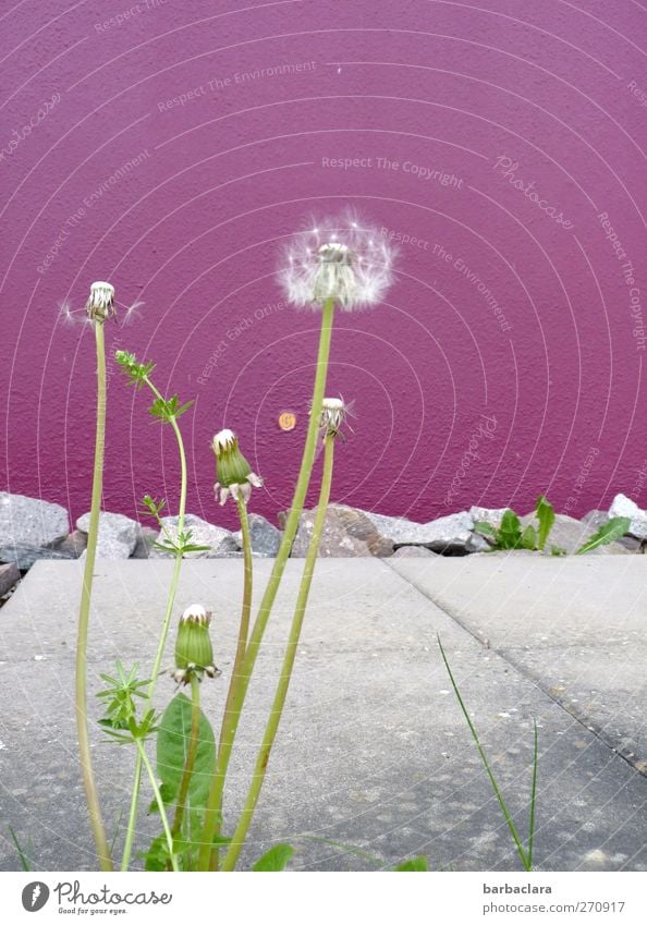 Lebensraumeroberung Umwelt Frühling Löwenzahn Pusteblume Park Haus Mauer Wand Terrasse Blühend Wachstum wild grau grün violett weiß Frühlingsgefühle Natur