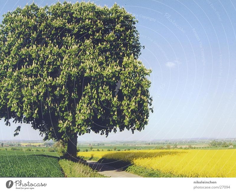 Baum Landschaft mit Baum