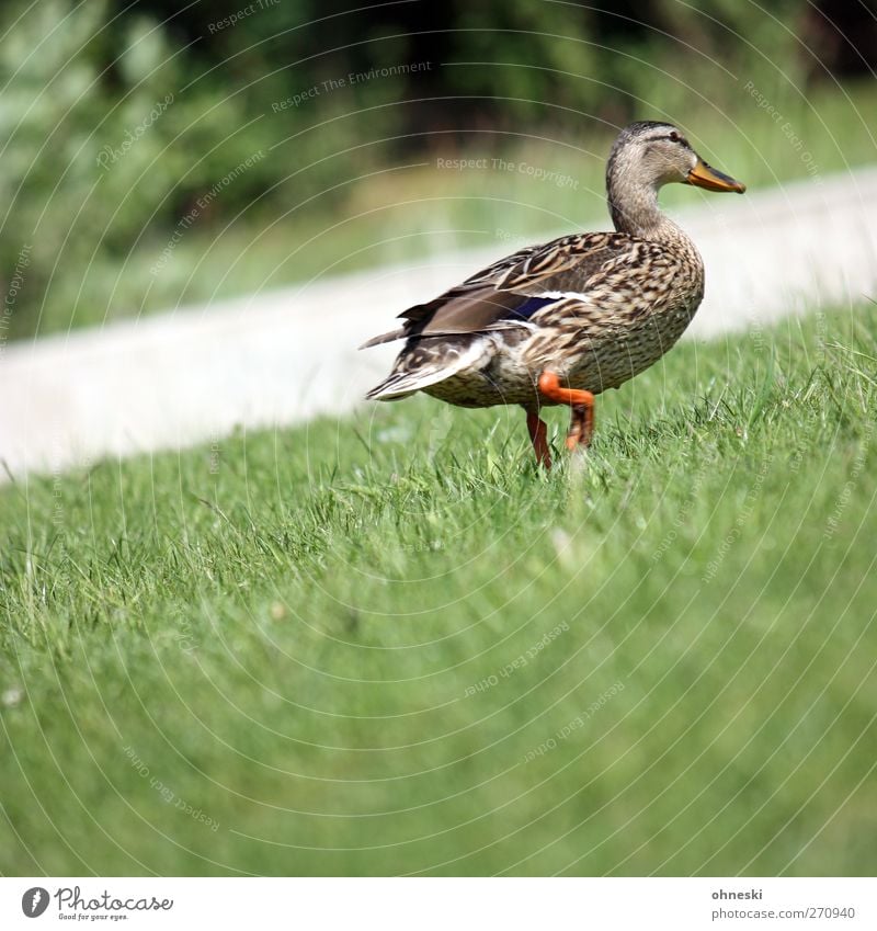 Aufwärts Natur Wiese Wildtier Vogel Ente 1 Tier gehen anstrengen aufwärts Steigung Farbfoto Außenaufnahme Strukturen & Formen Textfreiraum unten