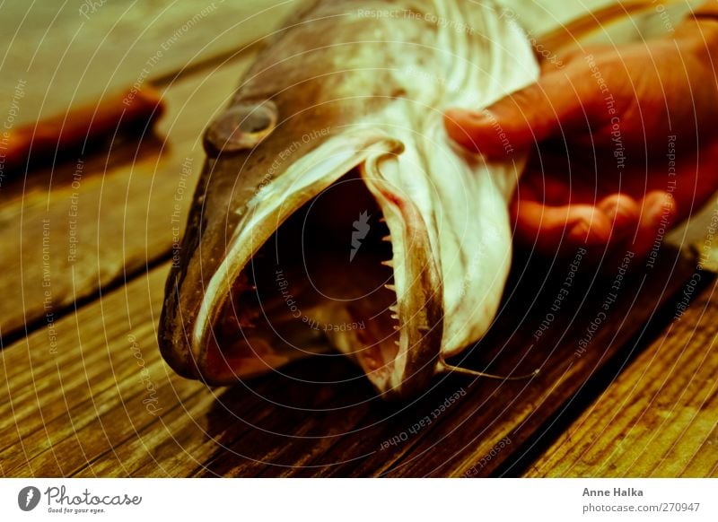 Der Lengfisch der hat Zähne in Alt Hand Fjord Meer fangen beißen Maul Gebiss Fischmaul bartel leng Reißzahn Jäger Jagd gefangen Fangzahn Erfolg Zerreißen