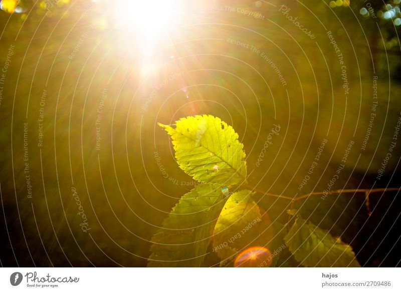 Buche, Blatt im Gegenlicht im Herbst Natur Baum hell leuchtend sonnig strahlend Sonnenstrahlen Wa grün Buchenblatt schön Licht und Schatten Außenaufnahme