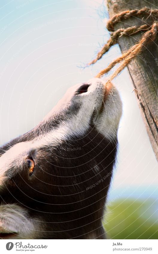 Angebissen Tier Haustier Nutztier Tiergesicht Ziegen 1 Fressen füttern hängen kuschlig lecker Appetit & Hunger Farbfoto mehrfarbig Außenaufnahme Nahaufnahme Tag