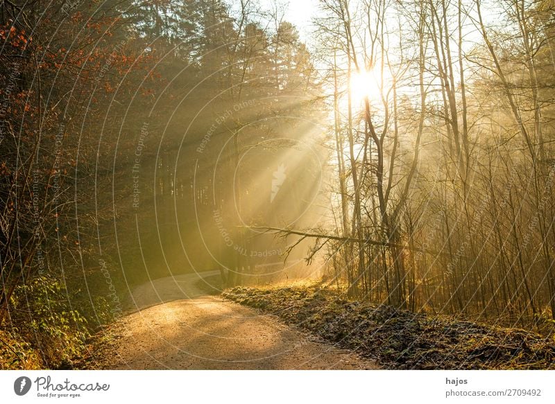 Sonnenstrahlen im Wald Erholung Winter Natur Wärme hell weich Idylle Lichterscheinung Strahlen leuchtend schön weiß Bühnenbeleuchtung Fußweg mystisch Romantik