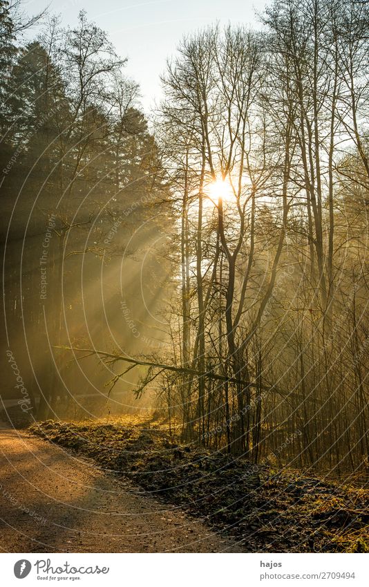 Sonnenstrahlen im Wald Erholung Winter Natur Wärme hell weich Idylle Spot leuchtend erleuchten Wege & Pfade sanft mystisch märchenhaft schön strahlend sonnig He