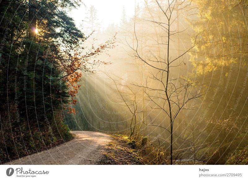 Sonnenstrahlen im Wald Erholung Winter Natur Schönes Wetter Wärme hell weich Idylle Bühnenbeleuchtung Beleuchtung Lichterscheinung leuchten Fußweg strahlend