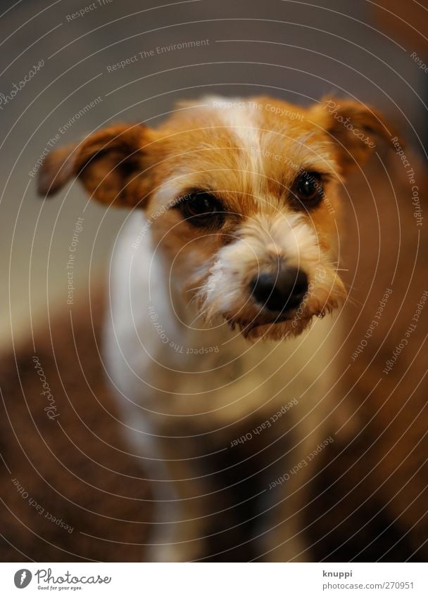 Können diese Augen lügen? Tier Haustier Hund Tiergesicht 1 Tierjunges Blick sitzen warten dunkel klein niedlich rebellisch schön feminin wild braun grau schwarz