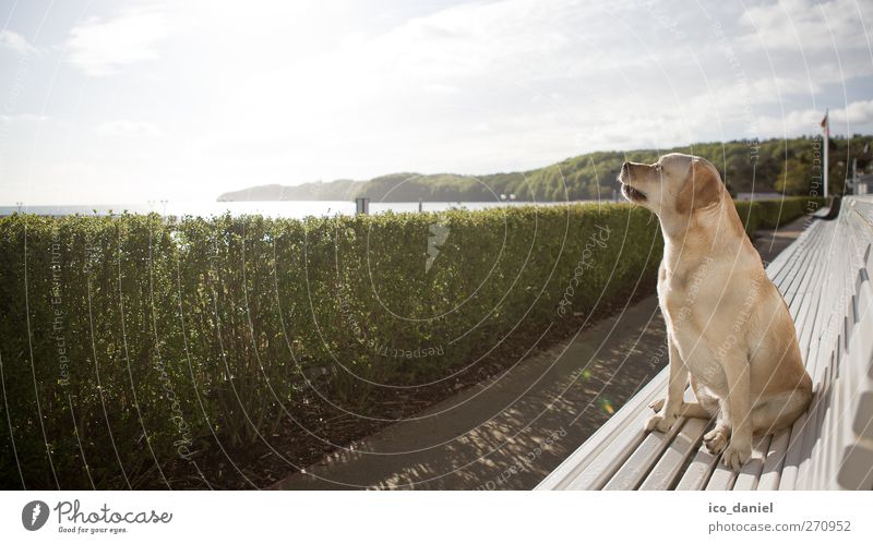 Sonnenanbeterin Lifestyle Freizeit & Hobby Ferien & Urlaub & Reisen Tourismus Ausflug Landschaft Wolken Schönes Wetter Küste Ostsee Tier Haustier Hund 1 sitzen