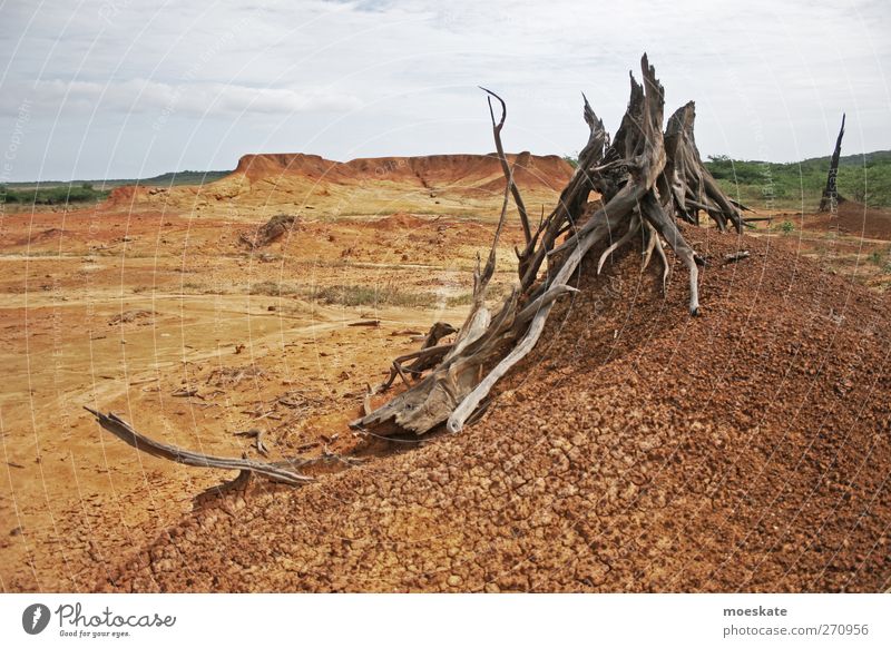 Wüstenwurzeln Ferien & Urlaub & Reisen Abenteuer Ferne Safari Expedition Landschaft Erde Sand Himmel Sommer Klimawandel Dürre Baum dehydrieren heiß trist