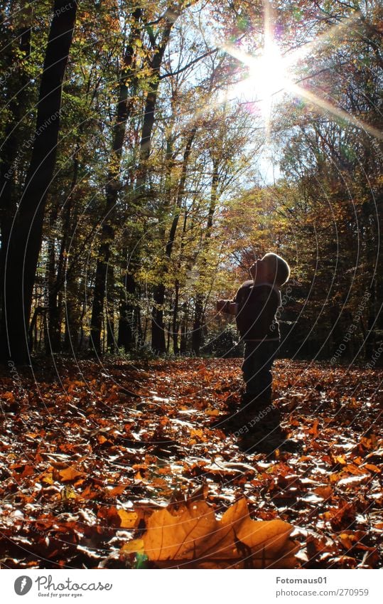 Julian im Gegenlicht Mensch maskulin Kleinkind Junge 1 1-3 Jahre Natur Sonnenlicht Herbst Schönes Wetter Wald beobachten entdecken Gefühle trösten ruhig Neugier