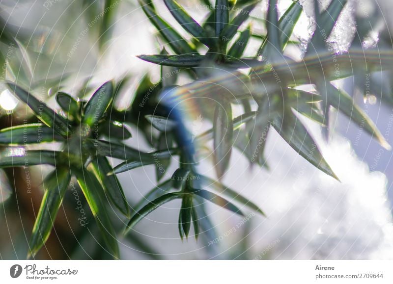 Vom Eise befreit Winter Schnee Wacholder Zweig Tannennadel Prisma regenbogenfarben Lichtbrechung mehrfarbig grün weiß Farbfoto Außenaufnahme Nahaufnahme