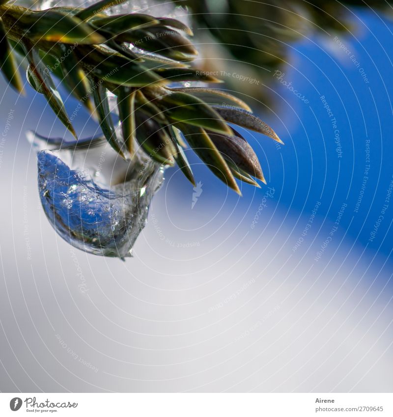 Kaltschale Wassertropfen Himmel Winter Schönes Wetter Eis Frost Sträucher Wacholder Immergrüne Pflanzen Nadelbaum frieren glänzend hängen außergewöhnlich kalt