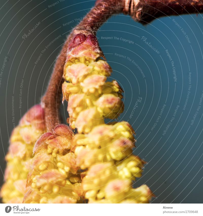 Aufbruchstimmung Frühling Schönes Wetter Baum Sträucher Blüte Blühend Wachstum natürlich positiv blau gelb gold rot Frühlingsgefühle Vorfreude Natur