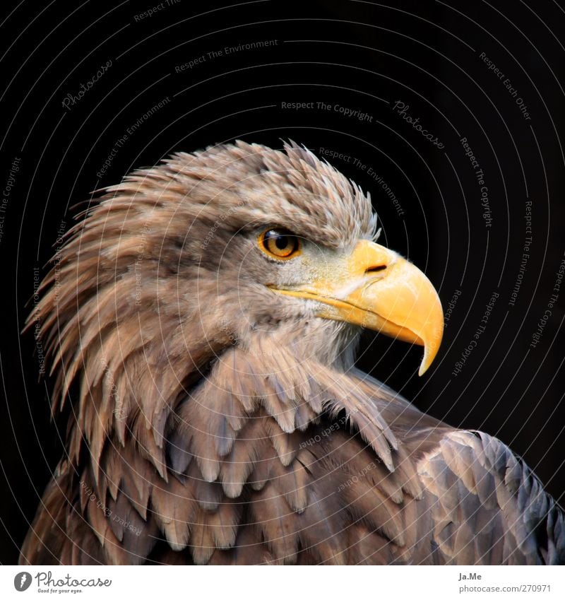 Europäischer Seeadler Tier Wildtier Vogel Tiergesicht Adler Schnabel Greifvogel 1 braun gelb Stolz Farbfoto Außenaufnahme Nahaufnahme Tag Starke Tiefenschärfe