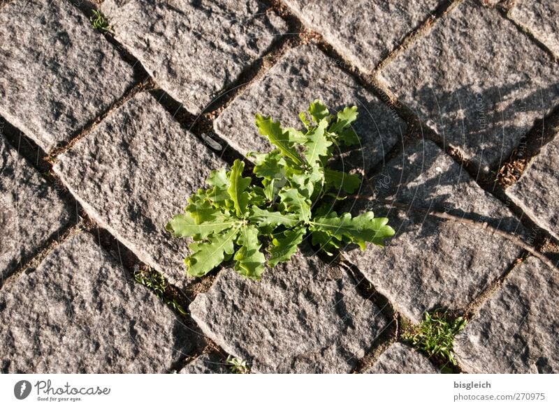 grau-grün Pflanze Blatt Grünpflanze Straße Pflastersteine Stein Wachstum Kraft Farbfoto Außenaufnahme Menschenleer Tag Vogelperspektive